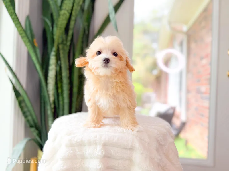 Myra – Maltipoo puppy for sale in Newberry, SC