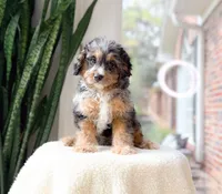 Pacino, a male Cavapoo for sale in Newberry, SC – 2 of 3