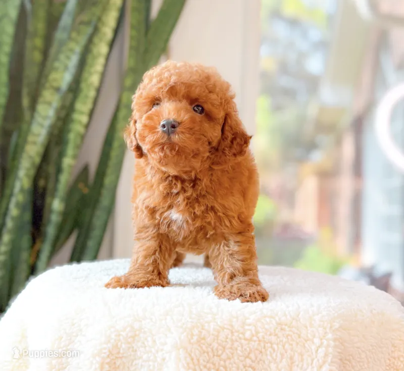 Doug – Poodle - Miniature  puppy for sale in Newberry, SC