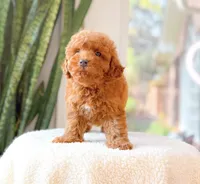 Doug, a male Poodle - Miniature  for sale in Newberry, SC – 1 of 3