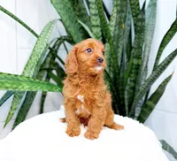 Harley, a male Cavapoo for sale in Newberry, SC – 2 of 3