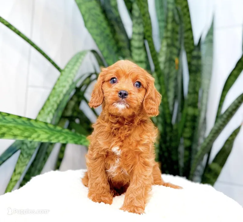 Harley – Cavapoo puppy for sale in Newberry, SC