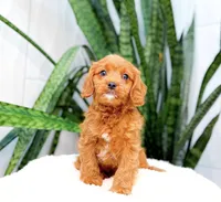 Harley, a male Cavapoo for sale in Newberry, SC – 1 of 3