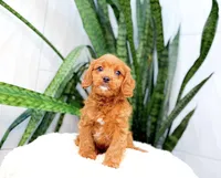 Harley, a male Cavapoo for sale in Newberry, SC – 3 of 3