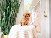 Juice, a male Cavapoo for sale in Newberry, SC – 3 of 5