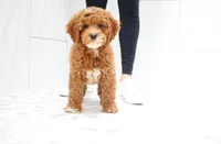 Boston, a male Cavapoo for sale in Newberry, SC – Photo 7 of 9