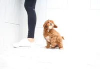 Boston, a male Cavapoo for sale in Newberry, SC – Photo 9 of 9