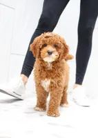 Boston, a male Cavapoo for sale in Newberry, SC – Photo 1 of 9