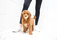 Boston, a male Cavapoo for sale in Newberry, SC – Photo 2 of 9