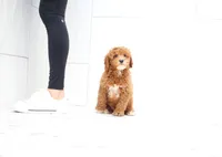 Boston, a male Cavapoo for sale in Newberry, SC – Photo 8 of 9