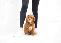 Boston, a male Cavapoo for sale in Newberry, SC – Photo 3 of 9