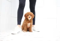 Boston, a male Cavapoo for sale in Newberry, SC – Photo 5 of 9