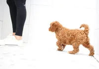 Boston, a male Cavapoo for sale in Newberry, SC – Photo 6 of 9