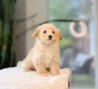 Aspen, a female Maltipoo for sale in Newberry, SC – 3 of 3