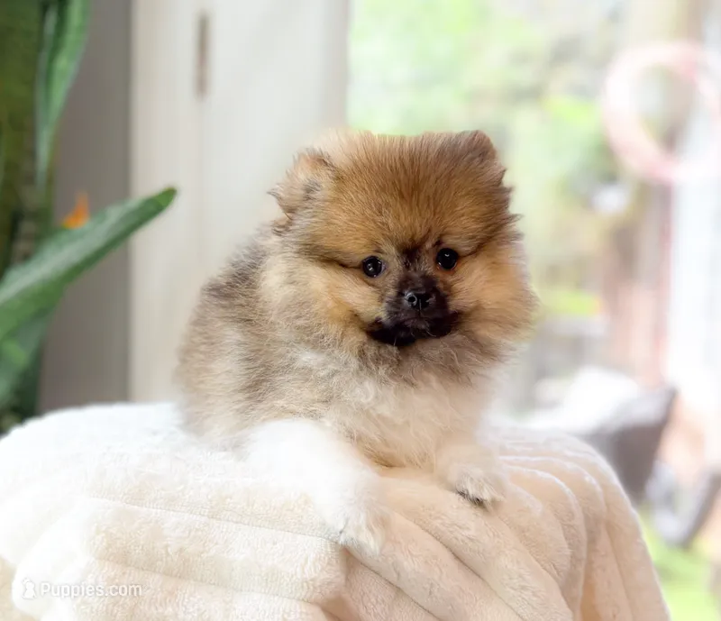 Dax – Pomeranian puppy for sale in Newberry, SC
