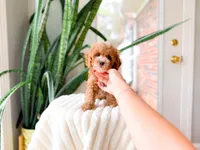 Tito, a male Poodle - Miniature  for sale in Newberry, SC – 4 of 5
