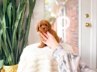 Java, a female Cavapoo for sale in Newberry, SC – 3 of 5
