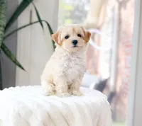 Maverick, a male Maltipoo for sale in Newberry, SC – 2 of 3