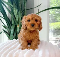 Cash, a male Cavapoo for sale in Newberry, SC – 2 of 3