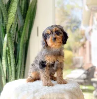 Megan, a female Cavapoo for sale in Newberry, SC – Photo 3 of 3