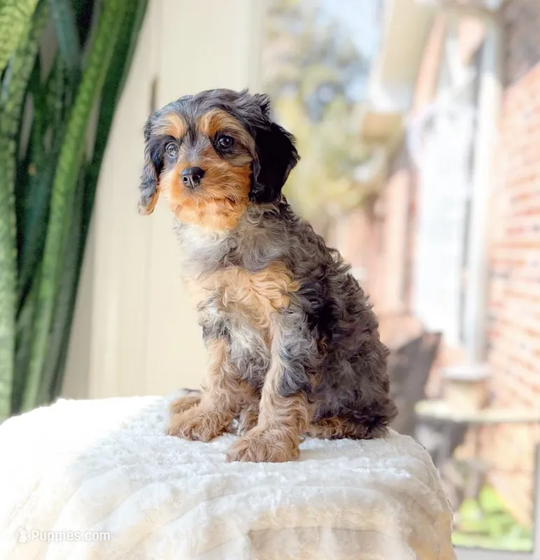 Megan – Cavapoo puppy for sale in Newberry, SC