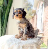 Megan, a female Cavapoo for sale in Newberry, SC – Photo 1 of 3