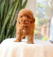 Doug, a male Poodle - Miniature  for sale in Newberry, SC – 2 of 3
