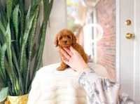 Java, a female Cavapoo for sale in Newberry, SC – 2 of 5