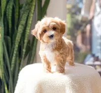 Molly, a female Maltipoo for sale in Newberry, SC – 2 of 3