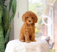 Casey, a female Cavapoo for sale in Newberry, SC – 3 of 3