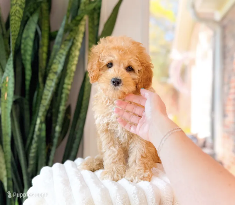 Gunner – Cavapoo puppy for sale in Newberry, SC