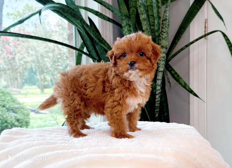 Petra – Cavapoo puppy for sale in Newberry, SC