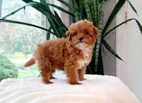 Petra, a female Cavapoo for sale in Newberry, SC – 1 of 3