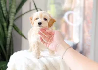 Moose, a male Maltipoo for sale in Newberry, SC – 3 of 3