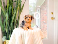 Grace, a female Yorkshire Terrier and Poodle - Miniature  for sale in Newberry, SC – 2 of 5