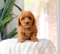 Rocky, a male Cavapoo for sale in Newberry, SC – 2 of 3