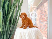 Karma, a female Miniature Goldendoodle for sale in Newberry, SC – 1 of 4