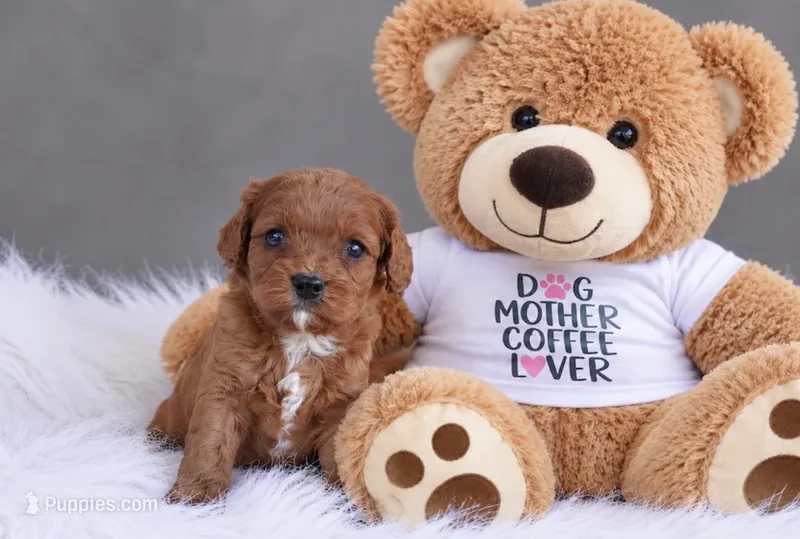 Wren – Cavapoo puppy for sale in Newberry, SC