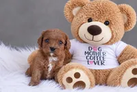 Wren, a female Cavapoo for sale in Newberry, SC – 1 of 1