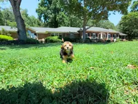 Joy, a female Yorkipoo for sale in Newberry, SC – 3 of 5