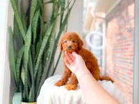 Karma, a female Miniature Goldendoodle for sale in Newberry, SC – 3 of 4