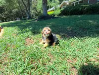 Joy, a female Yorkipoo for sale in Newberry, SC – 4 of 5