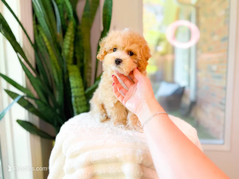 Braxton – Maltipoo puppy for sale in Newberry, SC