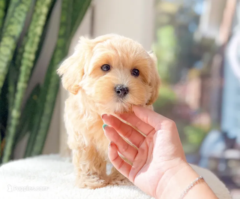 Mikey – Maltipoo puppy for sale in Newberry, SC