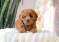 Garna, a female Cavapoo for sale in Newberry, SC – 2 of 3