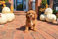 Leo, a male Cavapoo for sale in Newberry, SC – 2 of 3