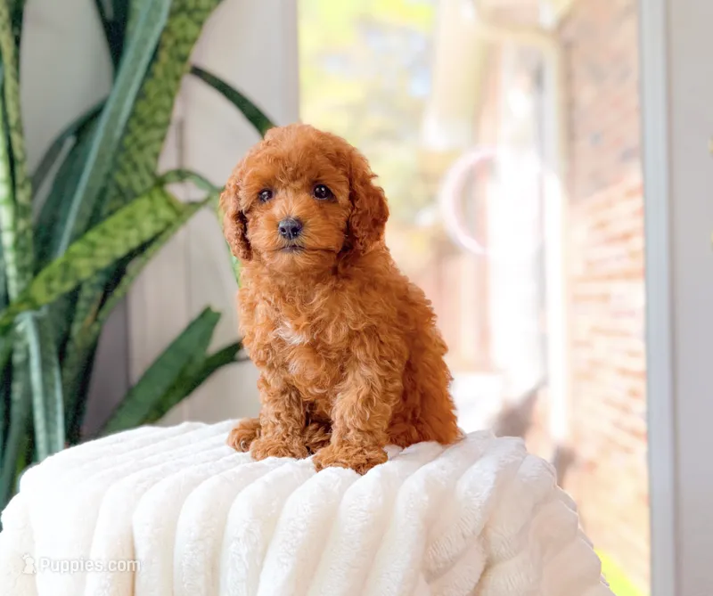 Ren – Cavapoo puppy for sale in Newberry, SC