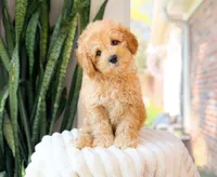 Gunner, a male Cavapoo for sale in Newberry, SC – 3 of 3