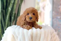 Gaia, a female Cavapoo for sale in Newberry, SC – 2 of 3