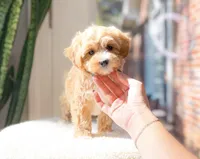 Molly, a female Maltipoo for sale in Newberry, SC – 3 of 3